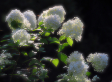 CSC_0010 – koopia