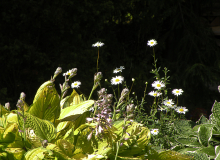 DSCN0615 – koopia