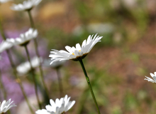 DSC_00121 – koopia (2)