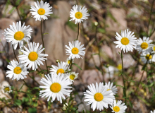 DSC_0015 – koopia