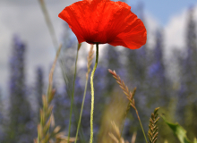 DSC_0020 – koopia
