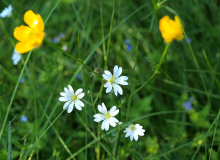 P6241528 – koopia