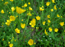 P6241583 – koopia